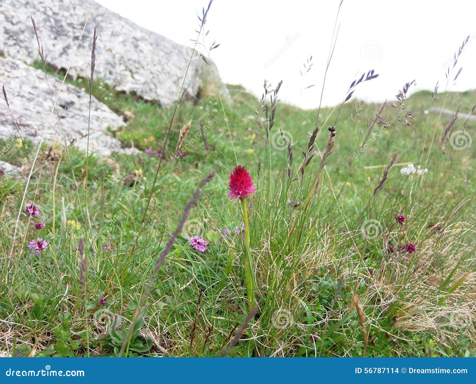 Λουλούδι. Sangele Voinicului - ένα σπάνιο λουλούδι στη Ρουμανία που φωτογραφίζεται στην κορυφή του βουνού