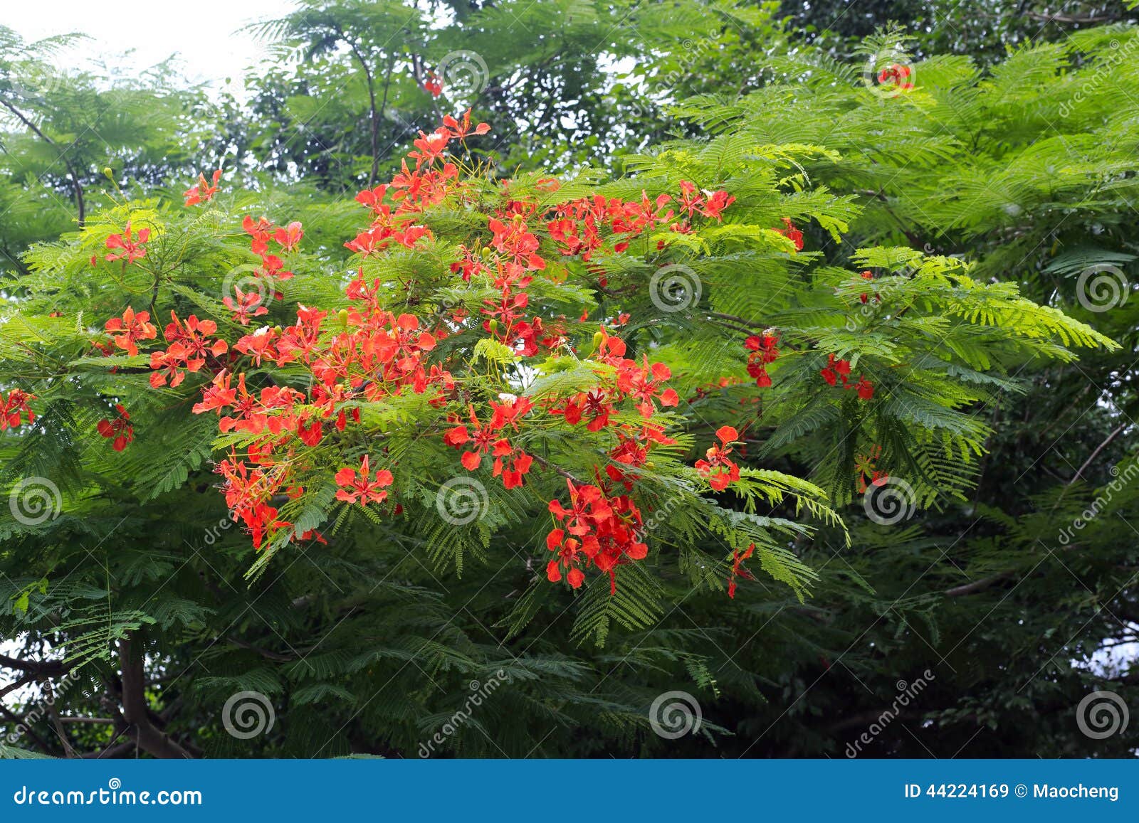 Λουλούδι Poinciana. Λουλούδι δέντρων φλογών το καλοκαίρι το poinciana είναι δέντρο πόλεων η πόλη