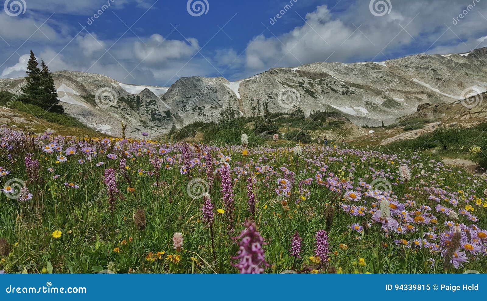 Λουλούδια. Πεζοπορία στο Wyoming