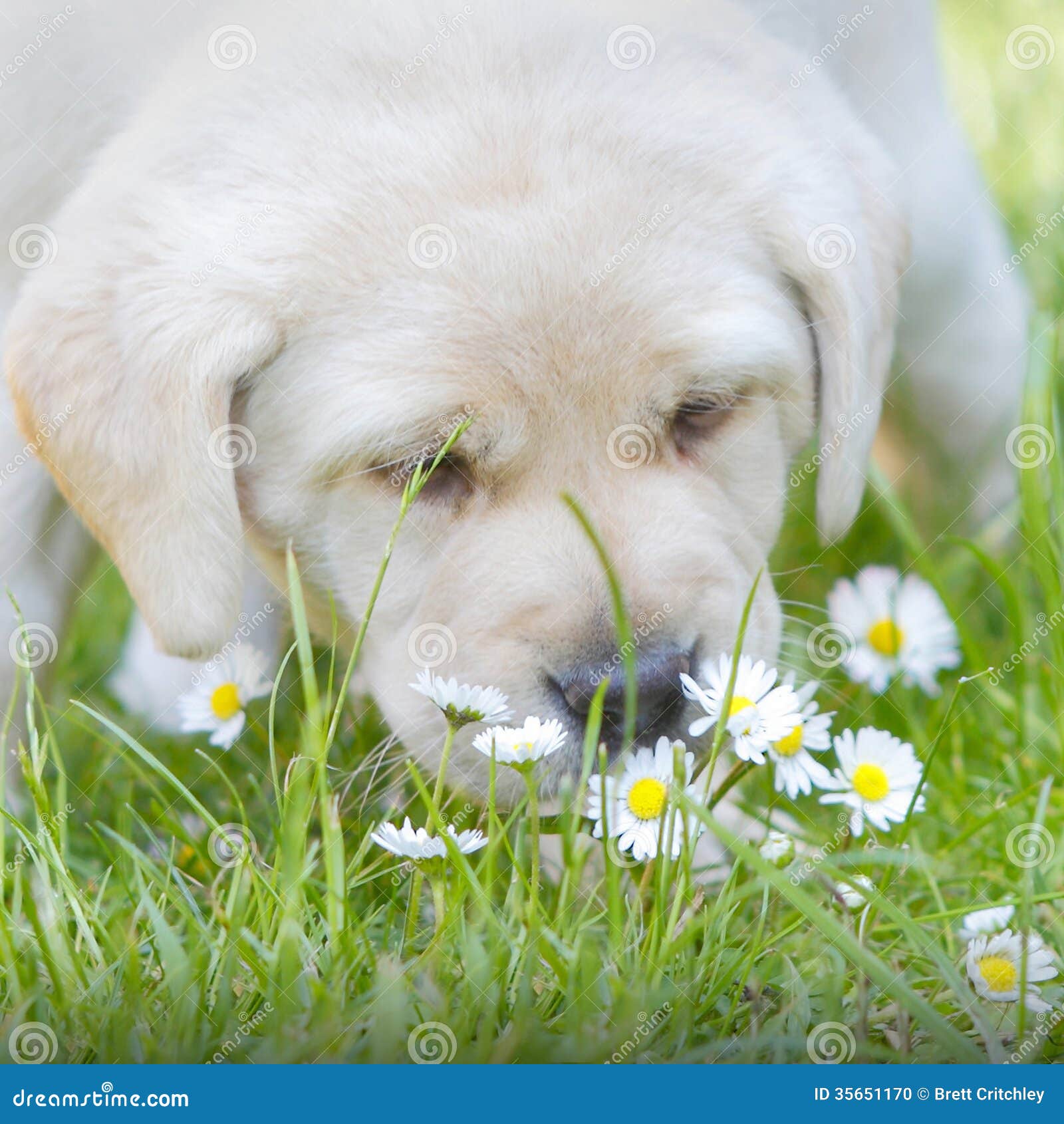 Λουλούδια ρουθουνίσματος κουταβιών. Χρυσό σκυλί κουταβιών του Λαμπραντόρ που εξερευνά τον κήπο και που ρουθουνίζει τα λουλούδια.