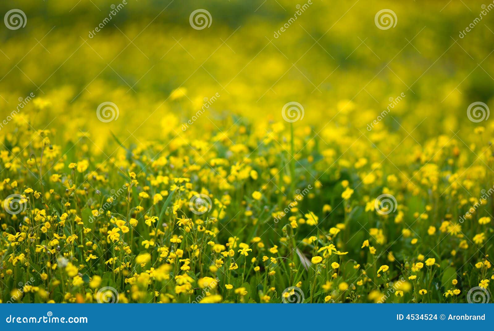 λουλούδι ανασκόπησης κί&. όπως η ανασκόπηση είναι μπορεί ρηχή άνοιξη λουλουδιών πεδίων βάθους αποτελεσματική χρησιμοποιούμενη κίτρινη