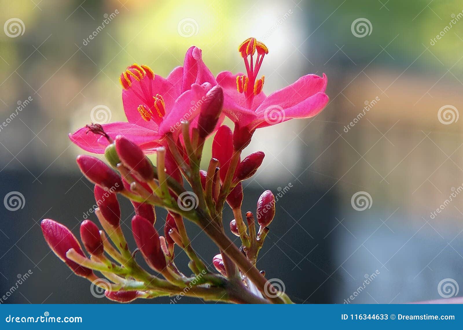 Λουλούδι της Μπαταβίας