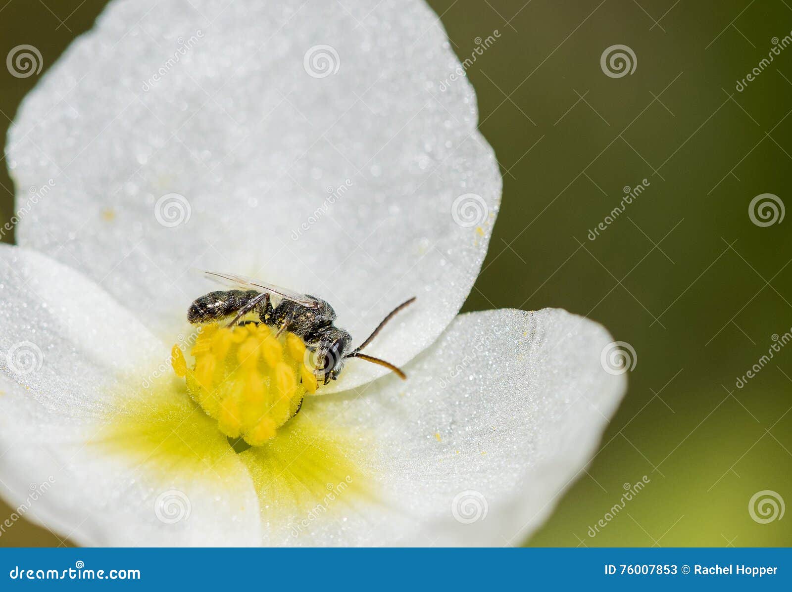 Μέλισσα ιδρώτα (Halictidae) στις εγγενείς εγκαταστάσεις (Arrowhead) στο Grassl. Μέλισσα ιδρώτα στις εγγενείς εγκαταστάσεις (Arrowhead) στα λιβάδια του Κολοράντο Το Halictidae είναι το δεύτερο - μεγαλύτερη οικογένεια των μελισσών Apoidea Τα είδη Halictid εμφανίζονται σε όλο τον κόσμο και είναι συνήθως σκοτεινός-χρωματισμένα και συχνά μεταλλικά στην εμφάνιση