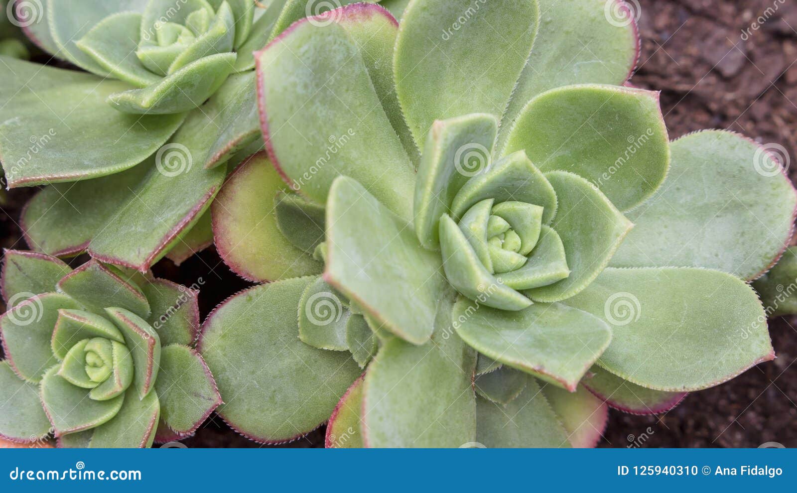 Μακροεντολή του περίπλοκου κάκτου και των Succulent εγκαταστάσεων Echeveria, από την οικογένεια Crassulaceae Οι Succulent που δια. Οριζόντια μακρο φωτογραφία του περίπλοκου κάκτου και των Succulent εγκαταστάσεων Echeveria, από την οικογένεια Crassulaceae Οι Succulent που διαμορφώθηκαν εγκαταστάσεις όπως αυξήθηκαν