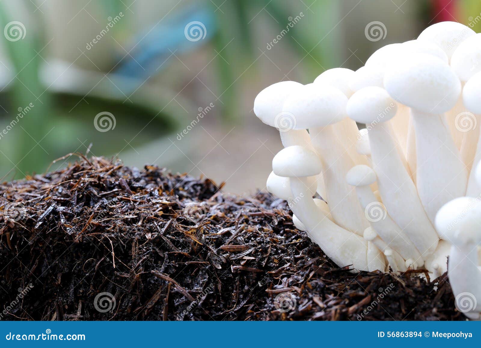 Μανιτάρι Shimeji στο έδαφος Στοκ Εικόνες εικόνα από 56863894
