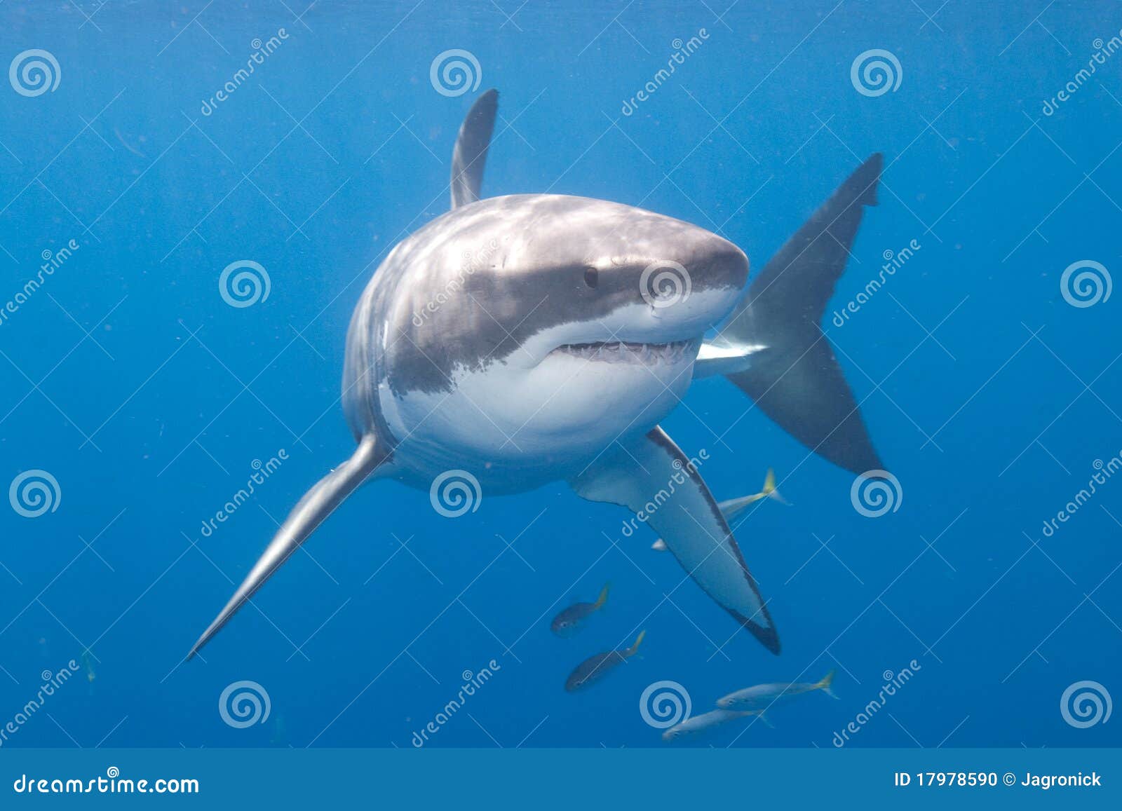 μεγάλο guadalupe λευκό καρχαριώ&nu. μεγάλο guadalupe λευκό καρχαριών του Μεξικού νησιών