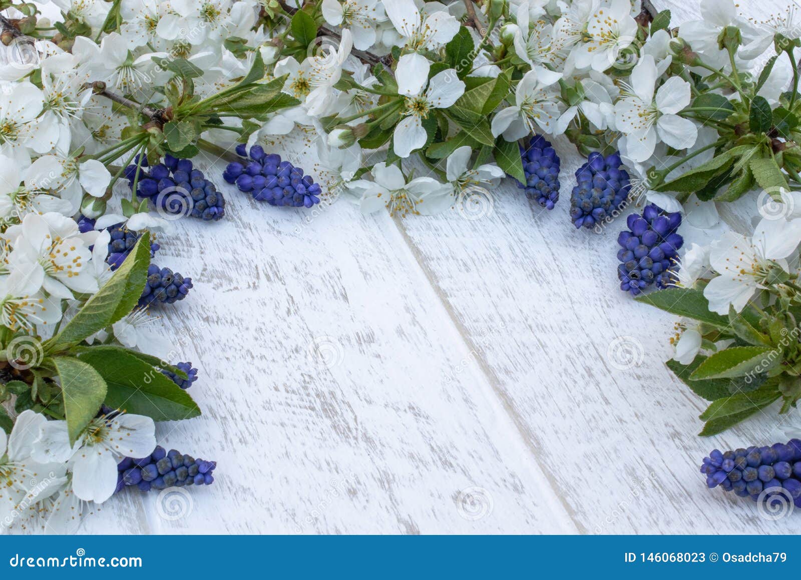 Μια ανθοδέσμη των μπλε κουδουνιών στους λευκούς, ξύλινους πίνακες, με τα άσπρα λουλούδια του κερασιού, των κουδουνιών E r