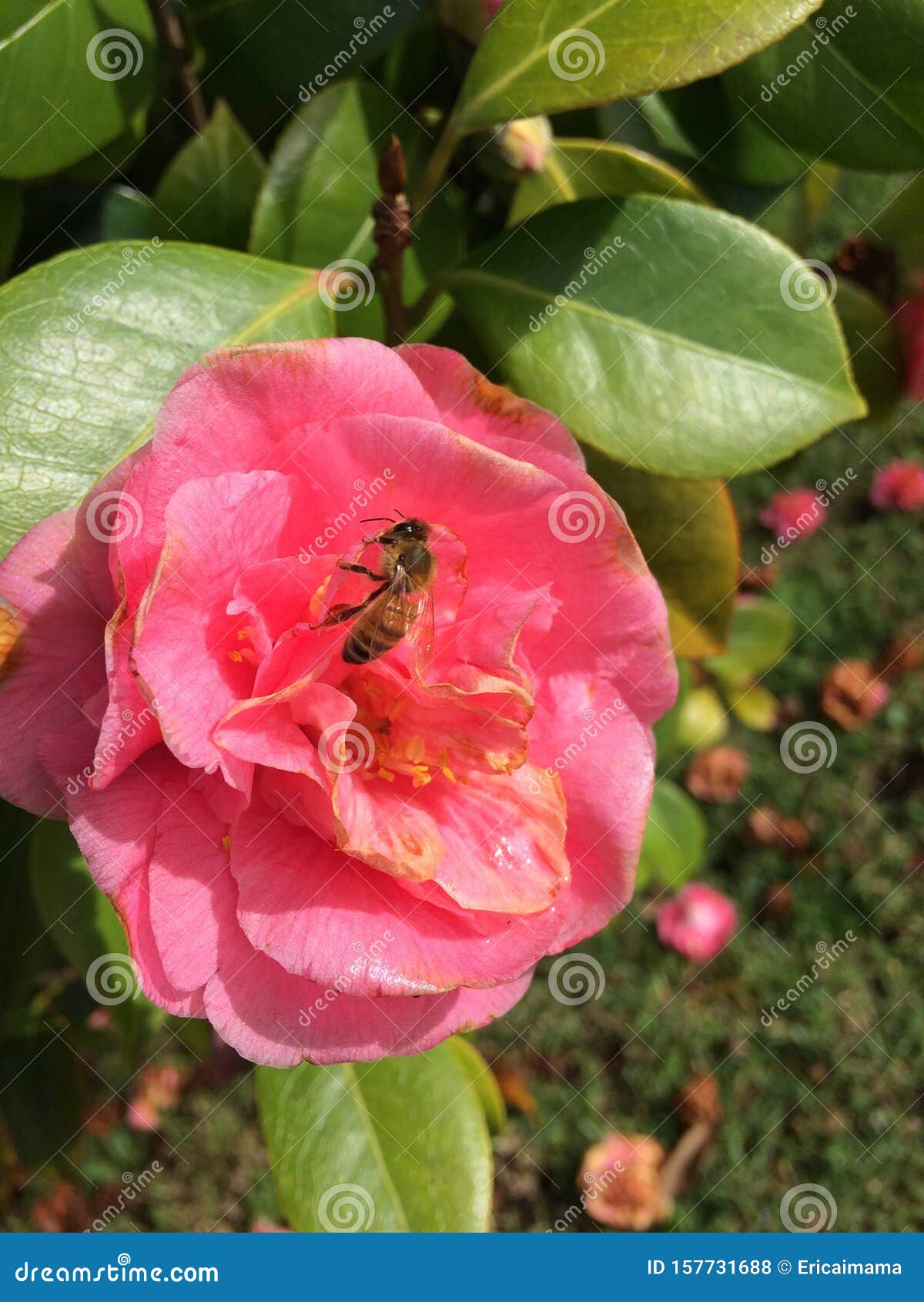 Μια μέλισσα στο όμορφο ροζ λουλούδι. Κοντινό πλάνο μέλισσας στο όμορφο ροζ λουλούδι, καμέλια σασάνκουα το πρωί της άνοιξης