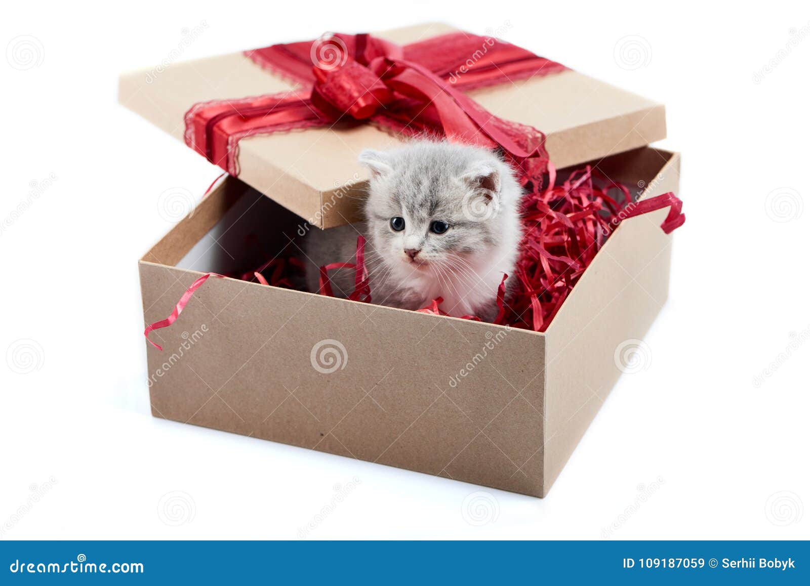 Μικρό χαριτωμένο χνουδωτό διακοσμημένο γατάκι κουτί από χαρτόνι που είναι παρόν για την ειδική περίπτωση
