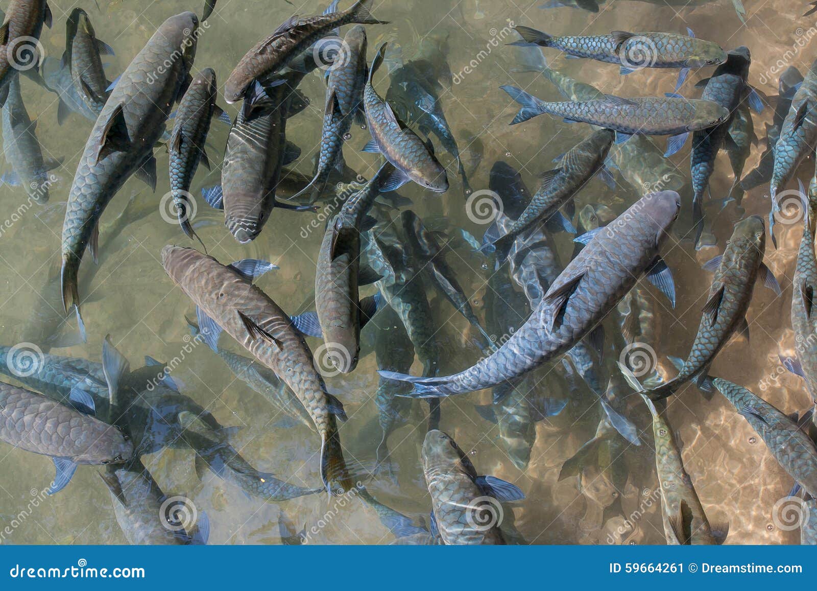 Μπλε barb Mahseer, ψάρια στο νερό