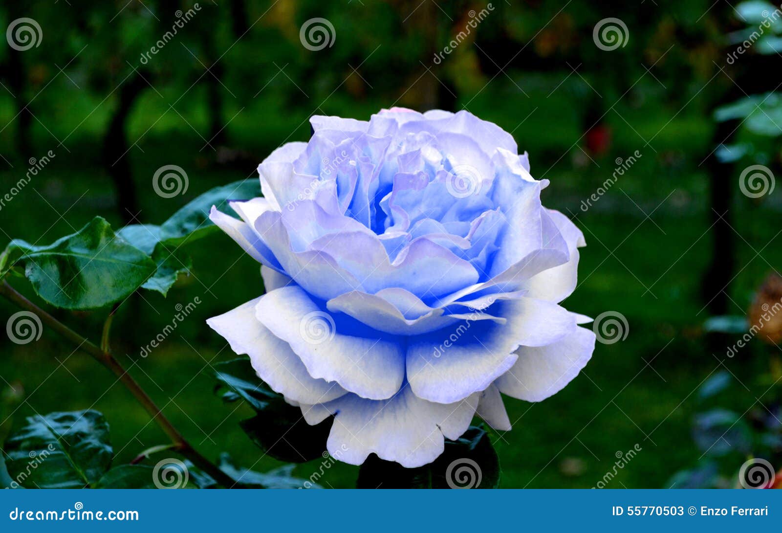 Μπλε αυξήθηκε στον κήπο μου. Η ομορφιά ενός μπλε αυξήθηκε δεν έχει κανέναν ίσο οπουδήποτε στον κόσμο