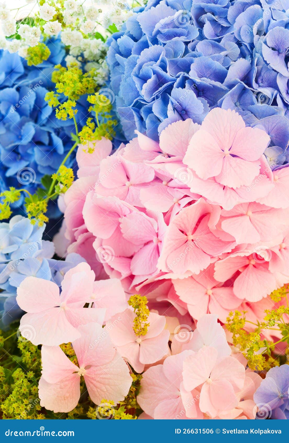 Μπλε και ρόδινο hydrangea. Ακόμα ζωή με το μπλε και ρόδινο hydrangea