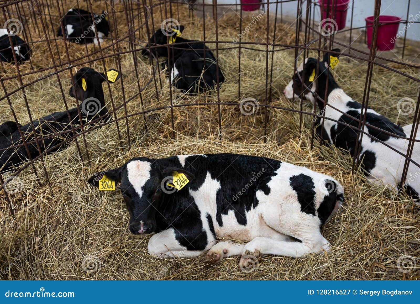 Μόσχοι σε ένα αγρόκτημα. Οι χαριτωμένοι νέοι μόσχοι βρίσκονται στο σανό στο σταύλο στο γαλακτοκομικό αγρόκτημα Βιομηχανία γεωργίας, καλλιέργεια και κτηνοτροφική παραγωγή