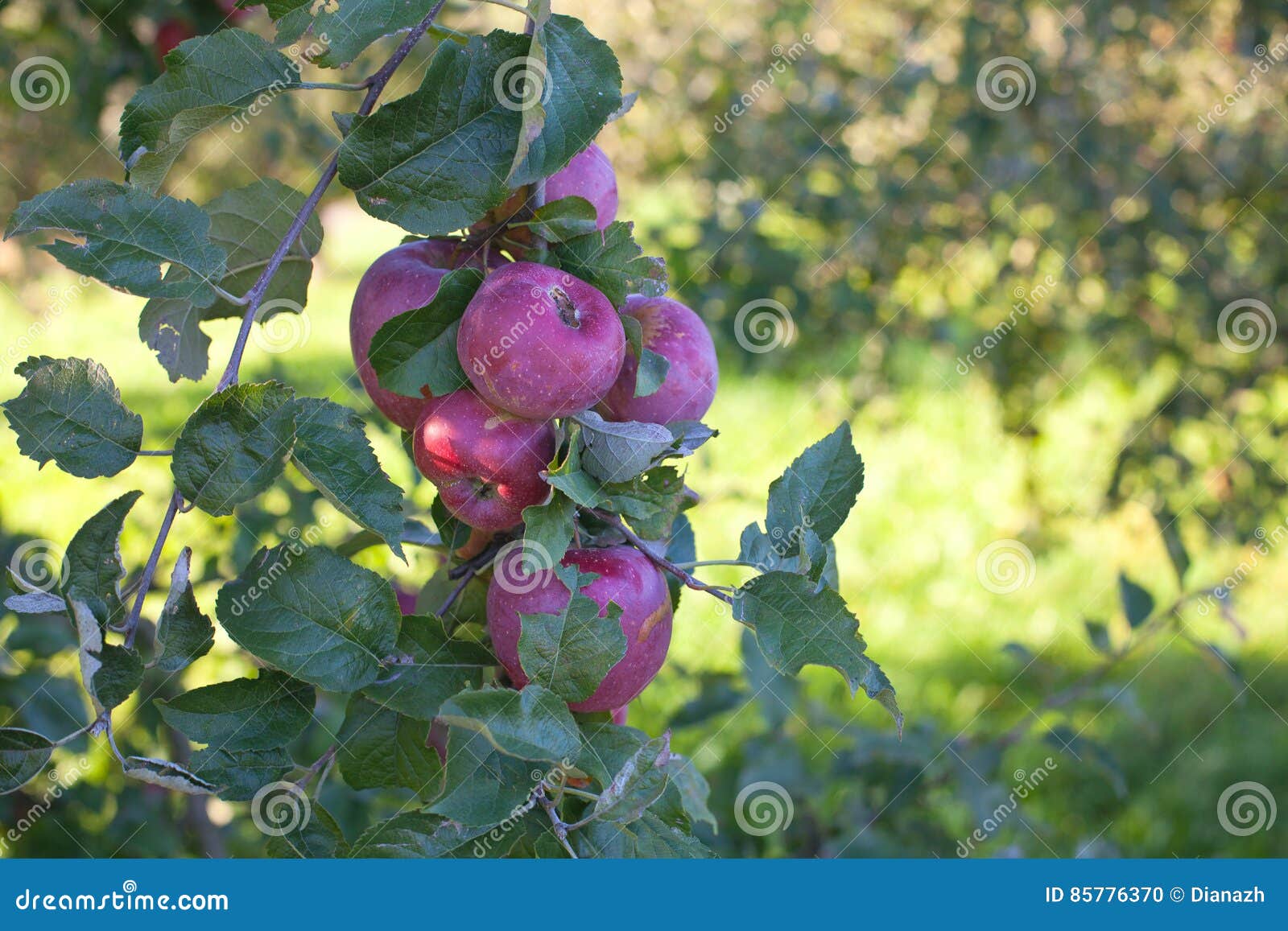 να αναπτύξει μήλων. Αυξανόμενος τα μήλα στον κήπο υπαίθρια