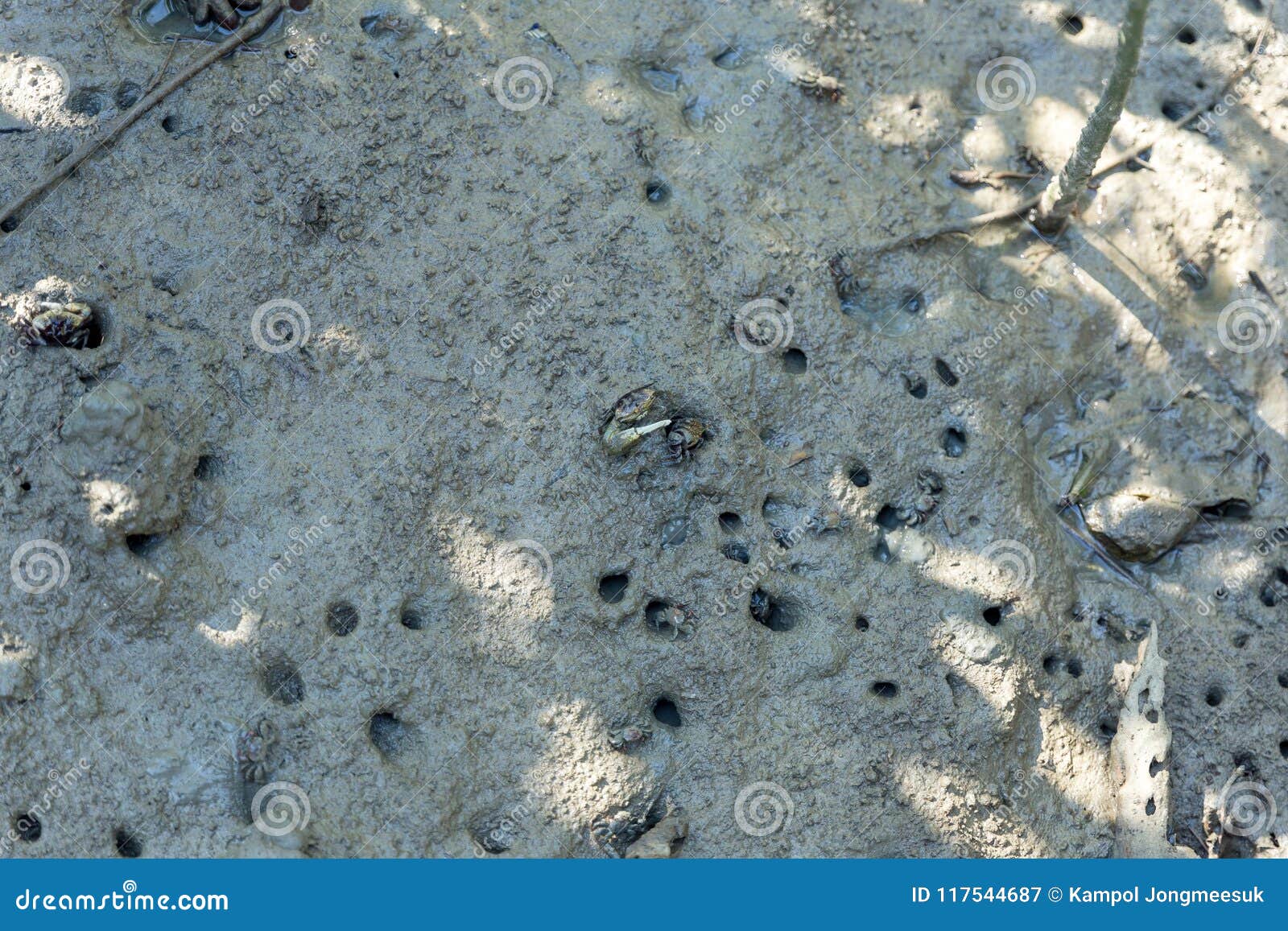 Να ταΐσει καβουριών μαγγροβίων με τα mudflats κατά τη διάρκεια της χαμηλής παλίρροιας Mederi Sesarma πολύ συμπαθητικό