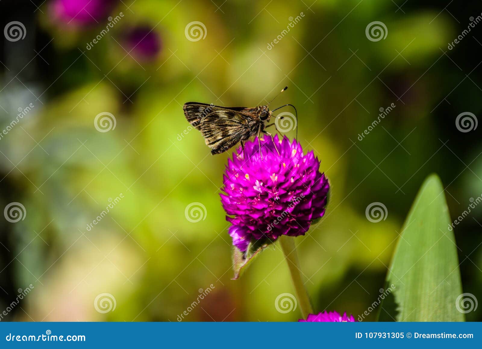 Να ταΐσει πεταλούδων με το λουλούδι. μπορείτε να παρατηρήσετε με έναν μακρο τρόπο την ομορφιά των φτερών της πεταλούδας καθώς επίσης και ταΐζοντας με το λουλούδι