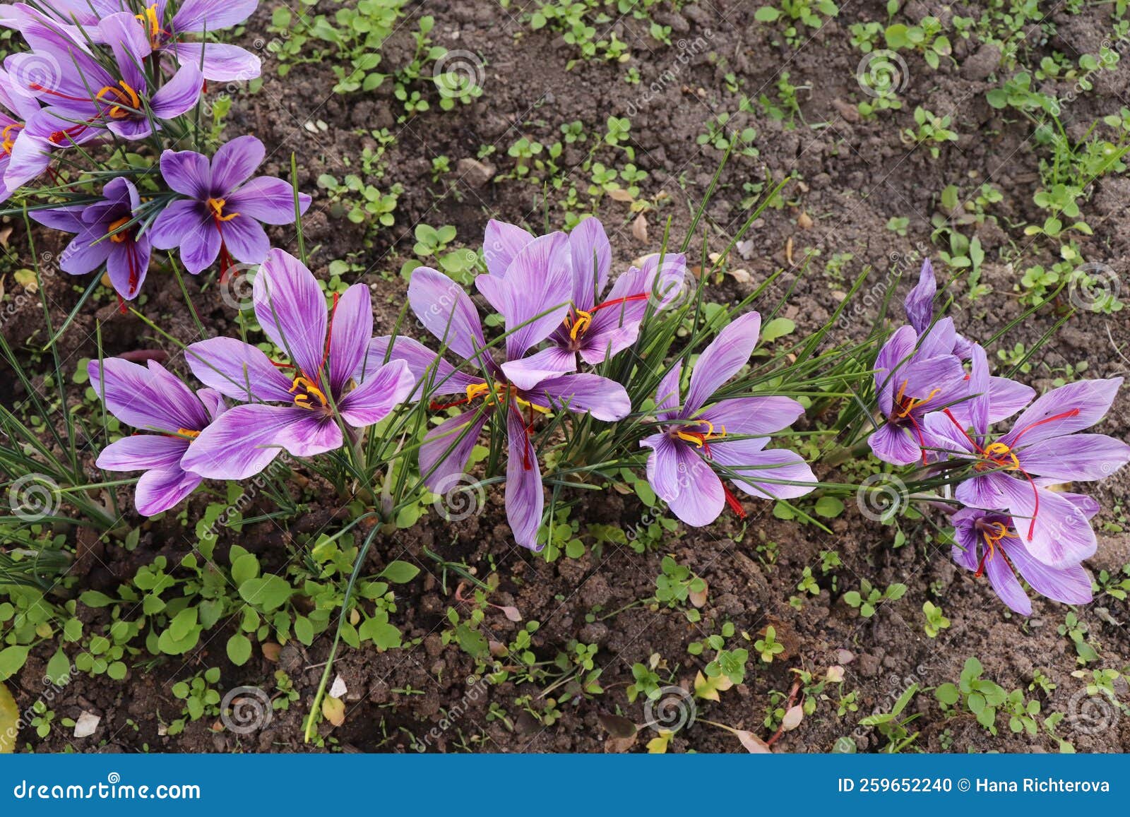 ο Crocus Sativus κοινώς γνωστός ως Saffron Crocus σε μπλε ξύλινο φόντο