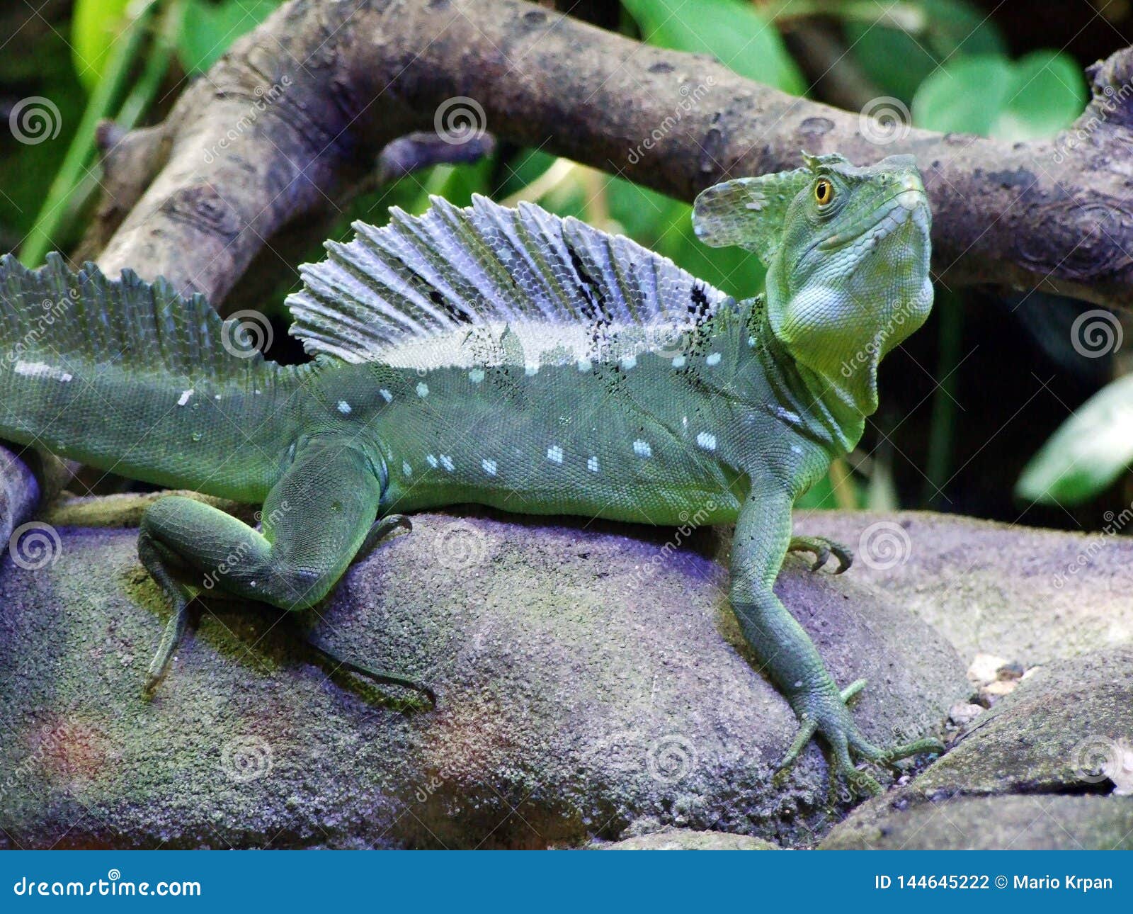 Ο βασιλίσκος Basiliscus plumifrons, πράσινος βασιλίσκος, διπλασιάζει το λοφιοφό. Ο βασιλίσκος Basiliscus plumifrons, ο πράσινος βασιλίσκος, διπλασιάζει το λοφιοφόρο βασιλίσκο, τη σαύρα ή το Der Stirnlappenbasilisk, ζωολογικός κήπος του Ιησούς Χριστού Abenteurland Walter - Γκοσσάου, καντόνιο του ST Gallen