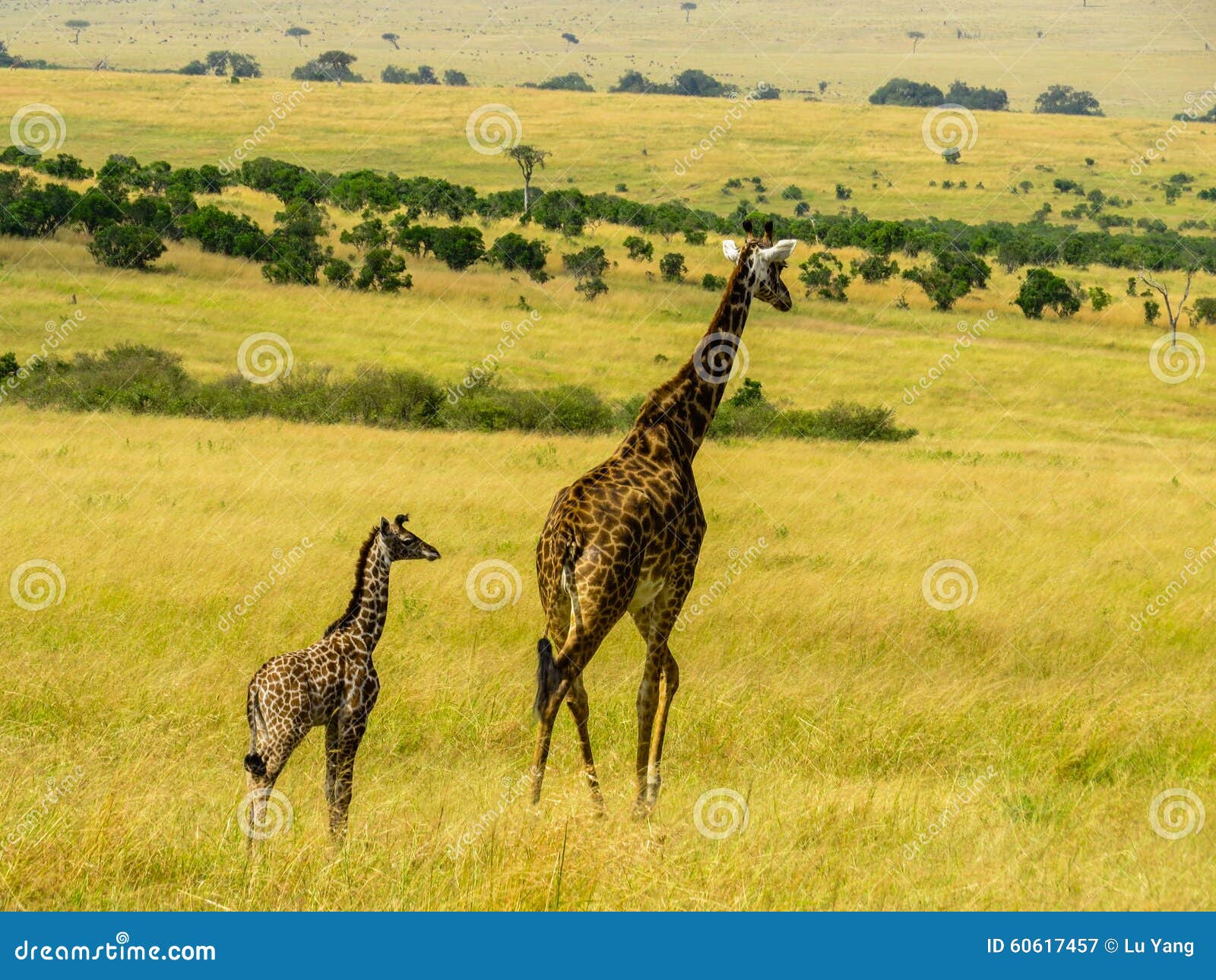Οικογένεια Giraff σε Masai Mara