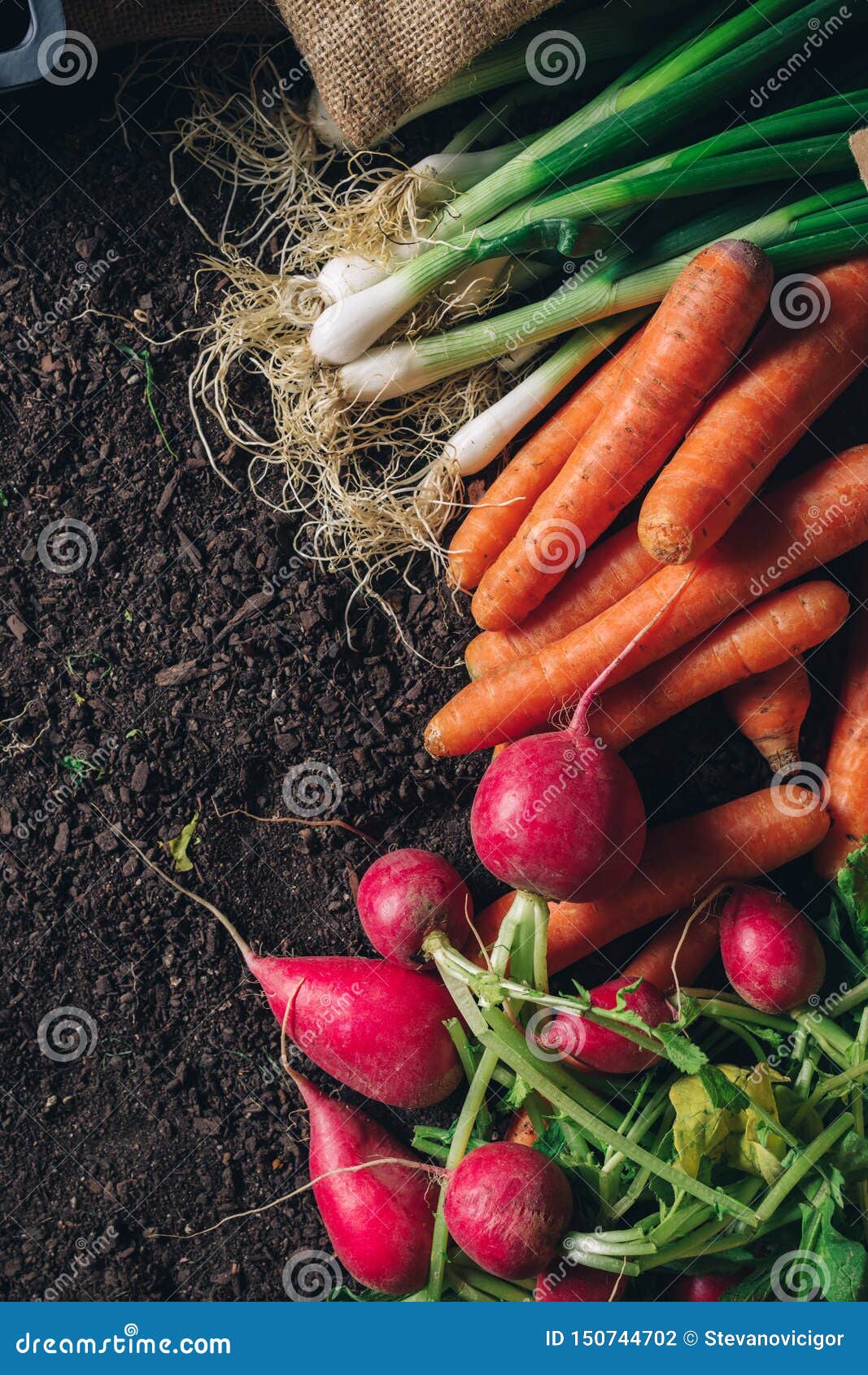 Οργανικά homegrown προϊόντα στο εδαφολογικό έδαφος θερμοκηπίων έτοιμο να συσκευαστεί για την αγορά του αγρότη