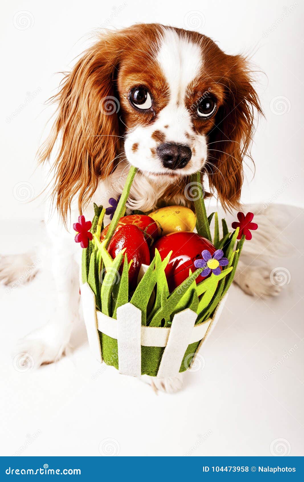 Πάσχα ευτυχές Έννοια σκυλιών Πάσχας Καλάθι αυγών Πάσχας εκμετάλλευσης σπανιέλ Charles βασιλιάδων με τα κόκκινα και ζωηρόχρωμα αυγά χαριτωμένα