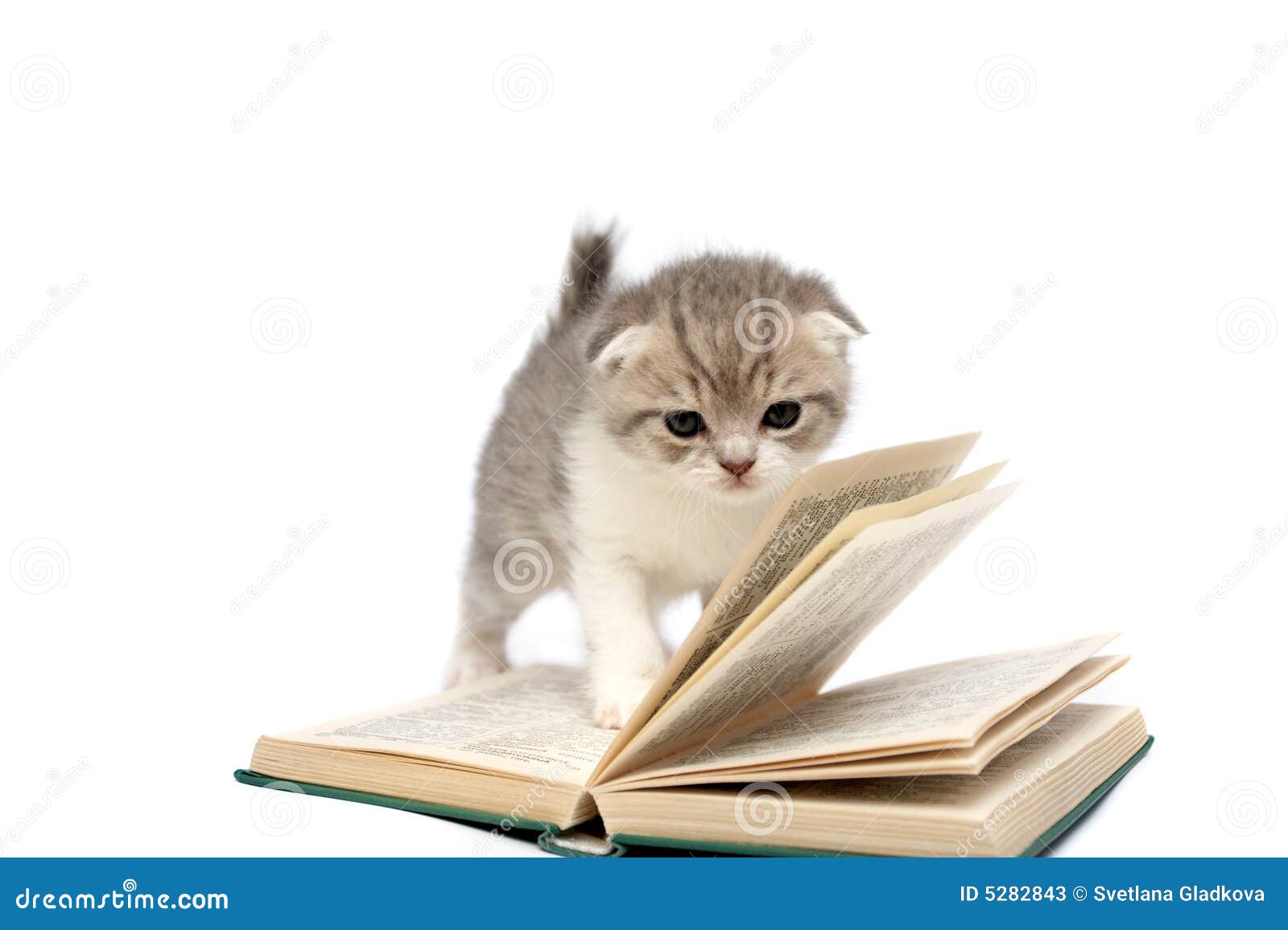 Котёнок с книжкой