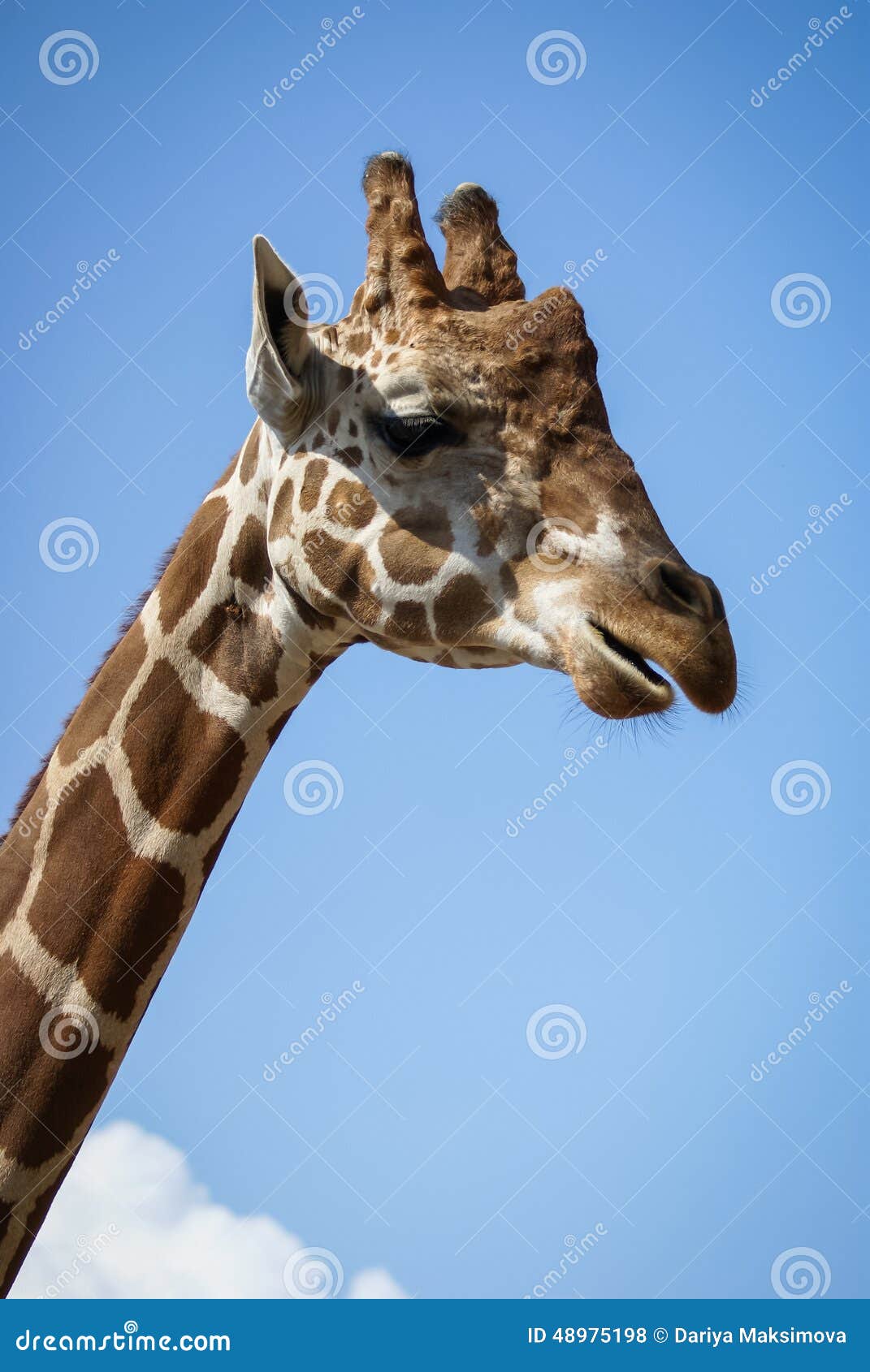 Πορτρέτο giraffe. Εικόνα giraffe Τρόποι, συμπεριφορά, επικοινωνία