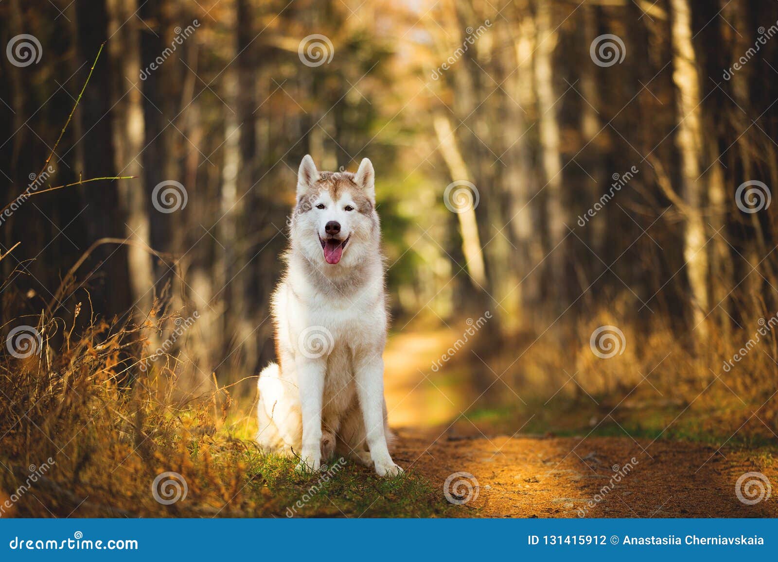 Πορτρέτο της πανέμορφης, ευτυχούς, ελεύθερης και περήφανης μπεζ και άσπρης σιβηρικής γεροδεμένης συνεδρίασης φυλής σκυλιών στο φωτεινό δάσος φθινοπώρου στο χρυσό ηλιοβασίλεμα