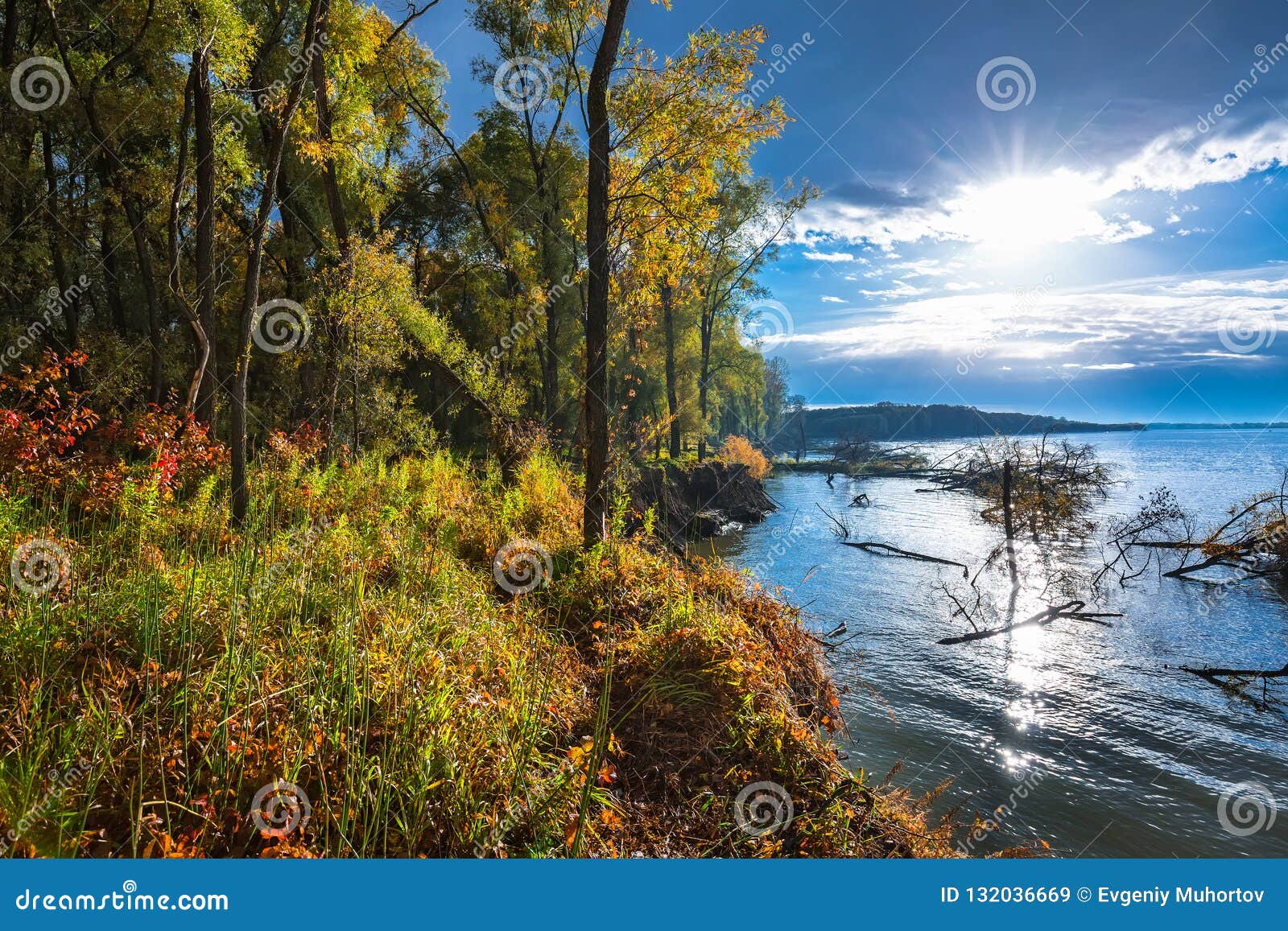 Ποταμός Ob, φθινόπωρο Δυτική Σιβηρία, περιοχή του Novosibirsk, Suzun. Πλυμένος από τα δέντρα από τον ποταμό Ob Περιοχή Suzun, περιοχή του Novosibirsk, της δυτικής Σιβηρίας, Ρωσία