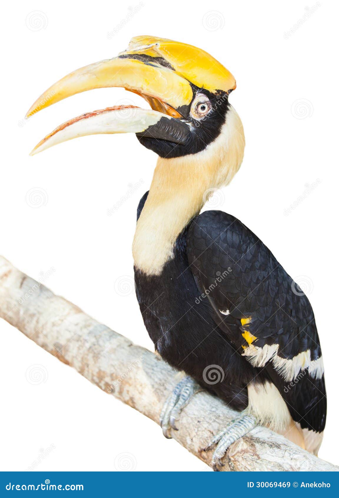 Πουλί Hornbill με το απομονωμένο υπόβαθρο