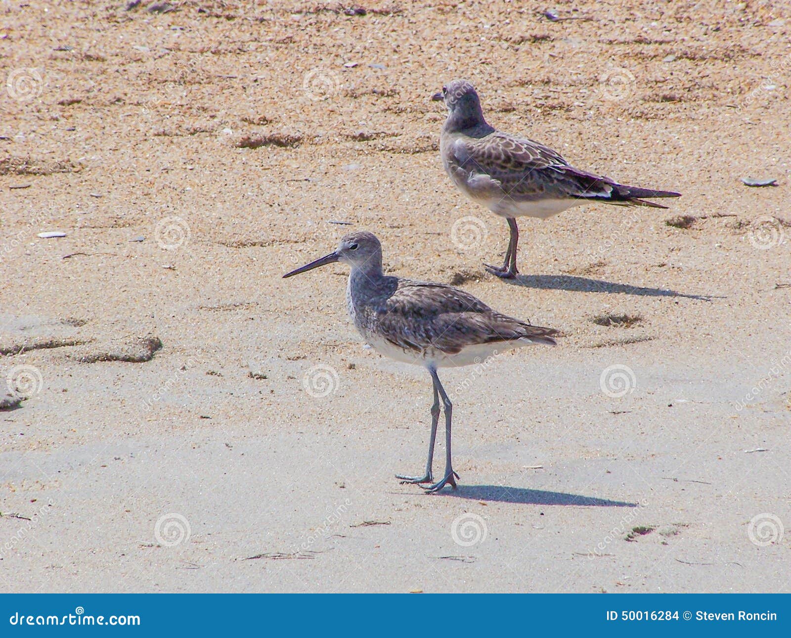 Πουλιά μπεκατσινιών και Seagull στην ωκεάνια παραλία. Ζεύγος των πουλιών που περπατά πέρα από την αμμώδη παραλία κοντά στην ίσαλη γραμμή που ψάχνει τα τρόφιμα που πλένονται στην ξηρά