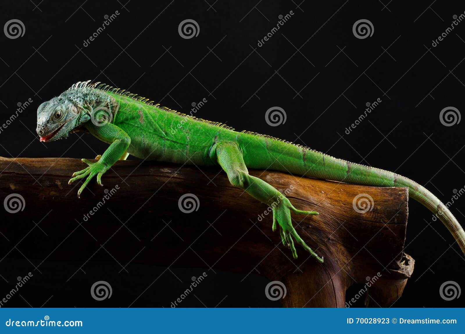 Πράσινο Iguana στον κλάδο. Το πράσινο iguana στον κλάδο απομονώνει στο Μαύρο