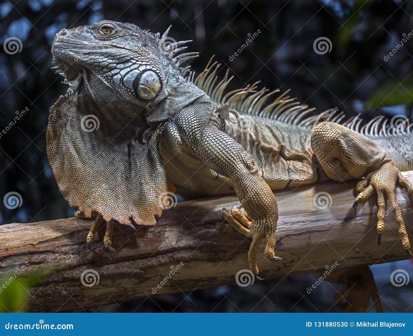 Πράσινο αρσενικό 4 iguana. Μεγάλο πράσινο αρσενικό iguana στον κλάδο Λατινικό όνομα - iguana Iguana