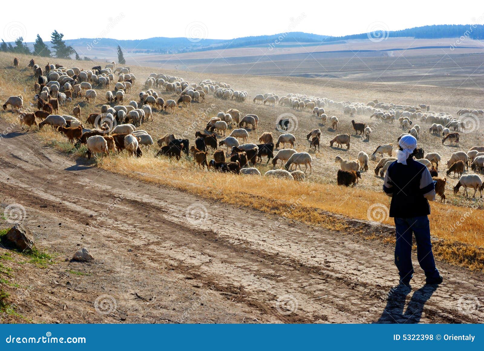 πρόβατα κατά τη βοσκή κοπαδιών ερήμων