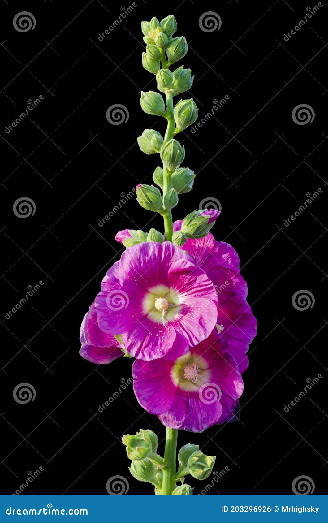 ροζ κοινό λουλούδι hollyhock απομονωμένο σε μαύρο φόντο
