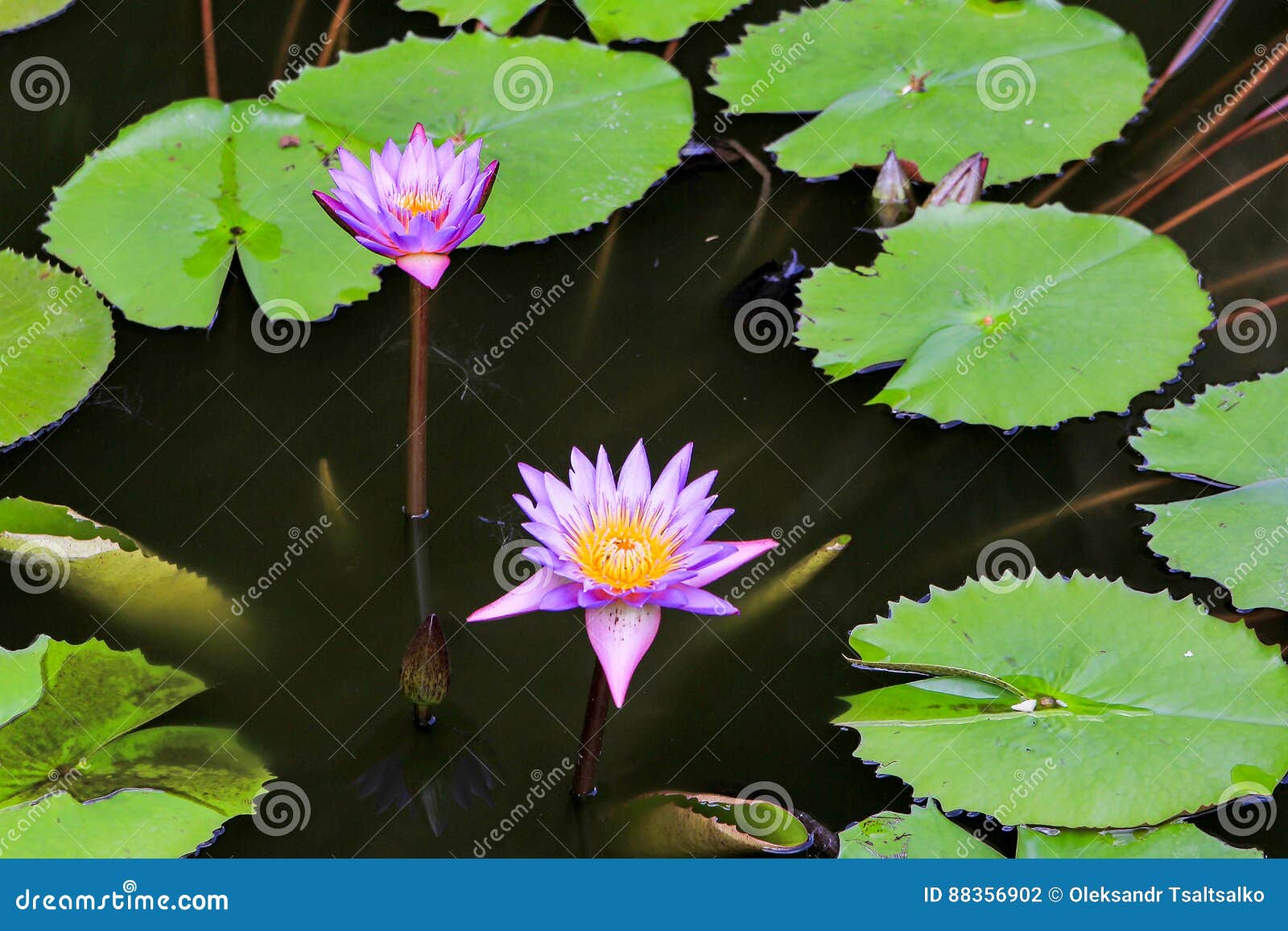 Ρόδινα lotos στο νερό στη Σρι Λάνκα