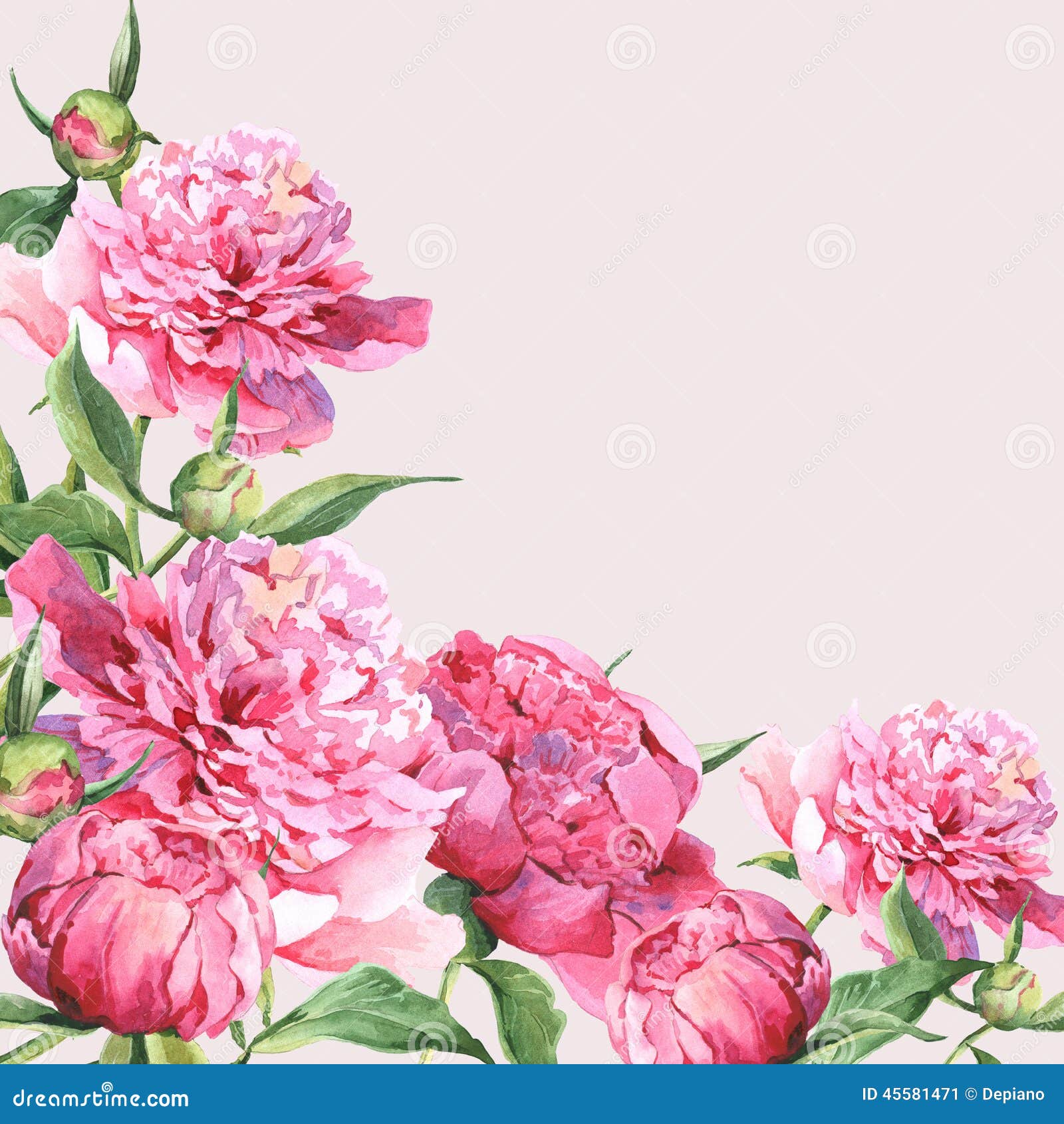 Ρόδινη εκλεκτής ποιότητας ευχετήρια κάρτα watercolor peonies, απεικόνιση watercolor