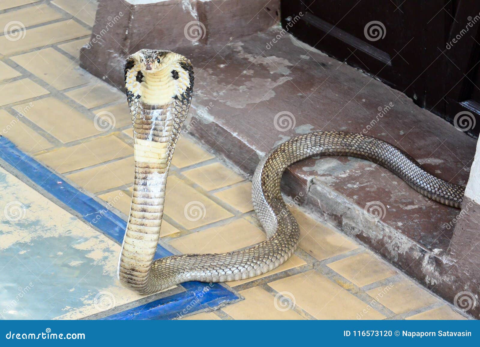 Σιαμέζο cobra. Ένα τεράστιο σιαμέζο cobra είναι έτοιμο για την επίθεση αυτό θήραμα ` s