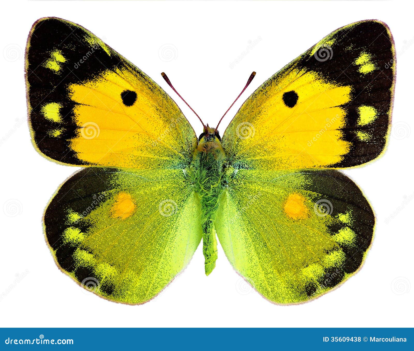 Σκοτεινή καλυμμένη κίτρινη πεταλούδα (croceus Colias). Το σκοτάδι κάλυψε κίτρινο (croceus Colias) που απομονώθηκε σε ένα άσπρο υπόβαθρο