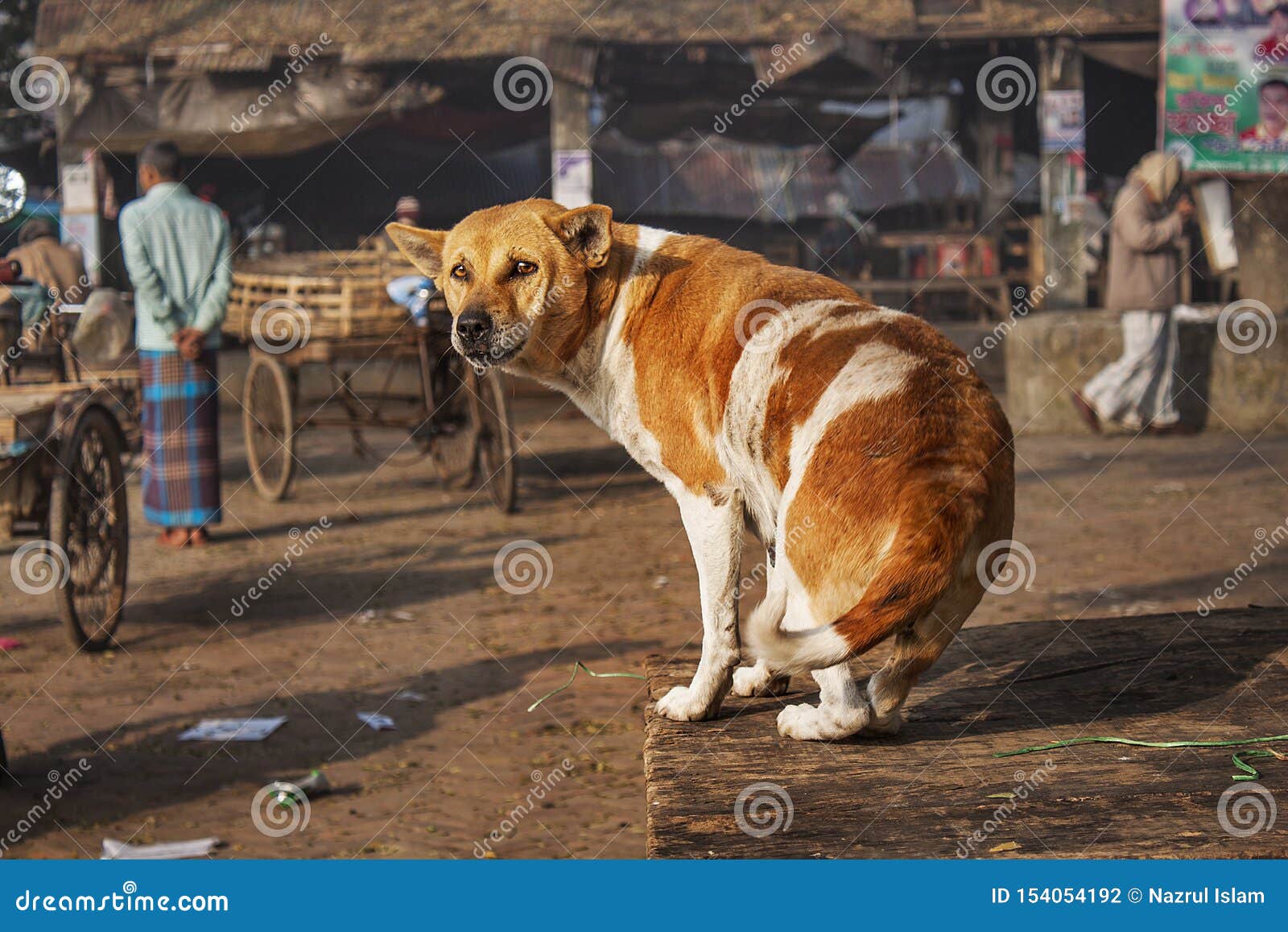 Σκυλί. Ένα σκυλί σε Khulna, Μπανγκλαντές