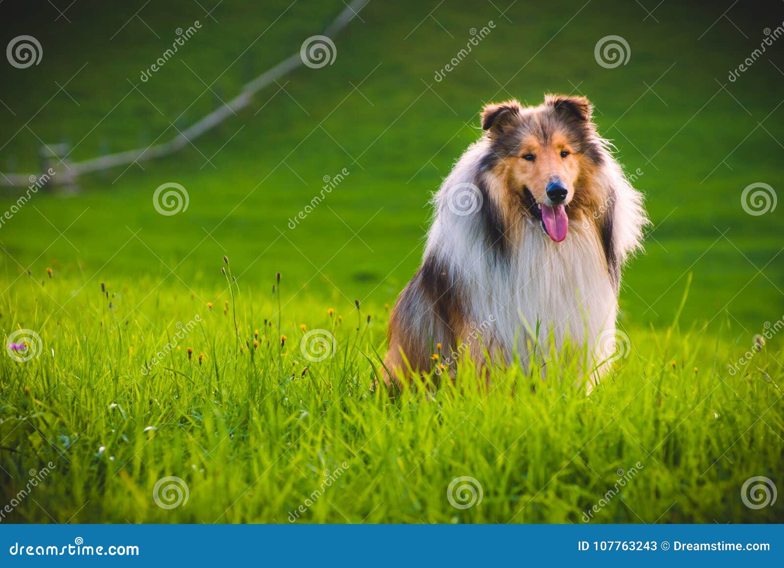 Σκυλί κόλλεϊ. Το κόλλεϊ είναι ένας διακριτικός τύπος βοσκής του σκυλιού, συμπεριλαμβανομένων πολλών σχετικών landraces και των επίσημων φυλών Η φυλή δημιουργήθηκε στη Σκωτία και τη βόρεια Αγγλία