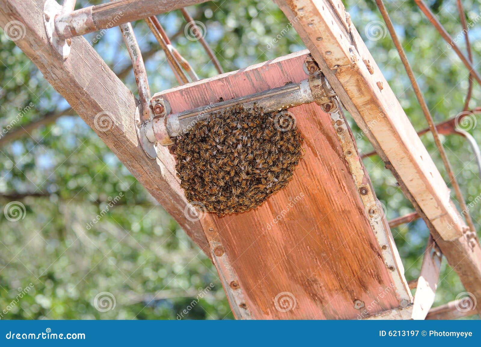 σμήνος μελιού μελισσών. σμήνος μελιού κατώτατου εξοπλισμού μελισσών