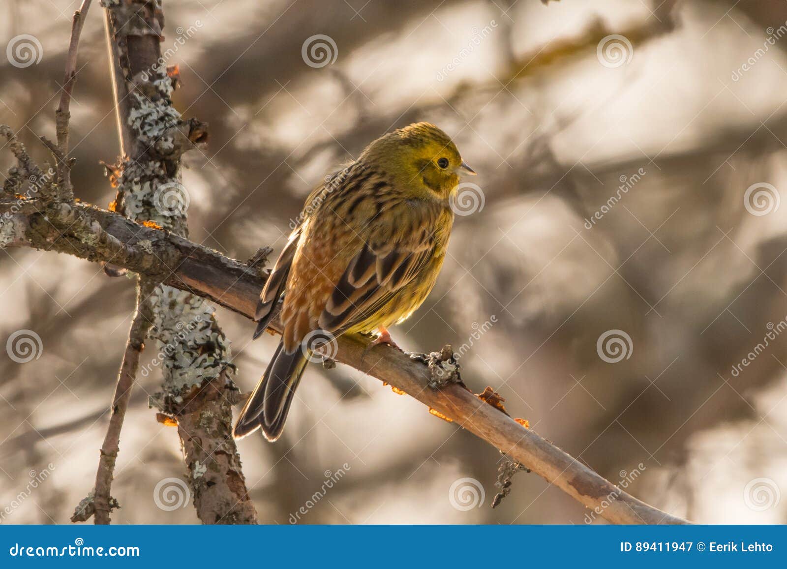 Συνεδρίαση Yellowhammer σε ένα δέντρο μηλιάς. Yellowhammer, citrinella Emberiza, όμορφο κίτρινο πουλί