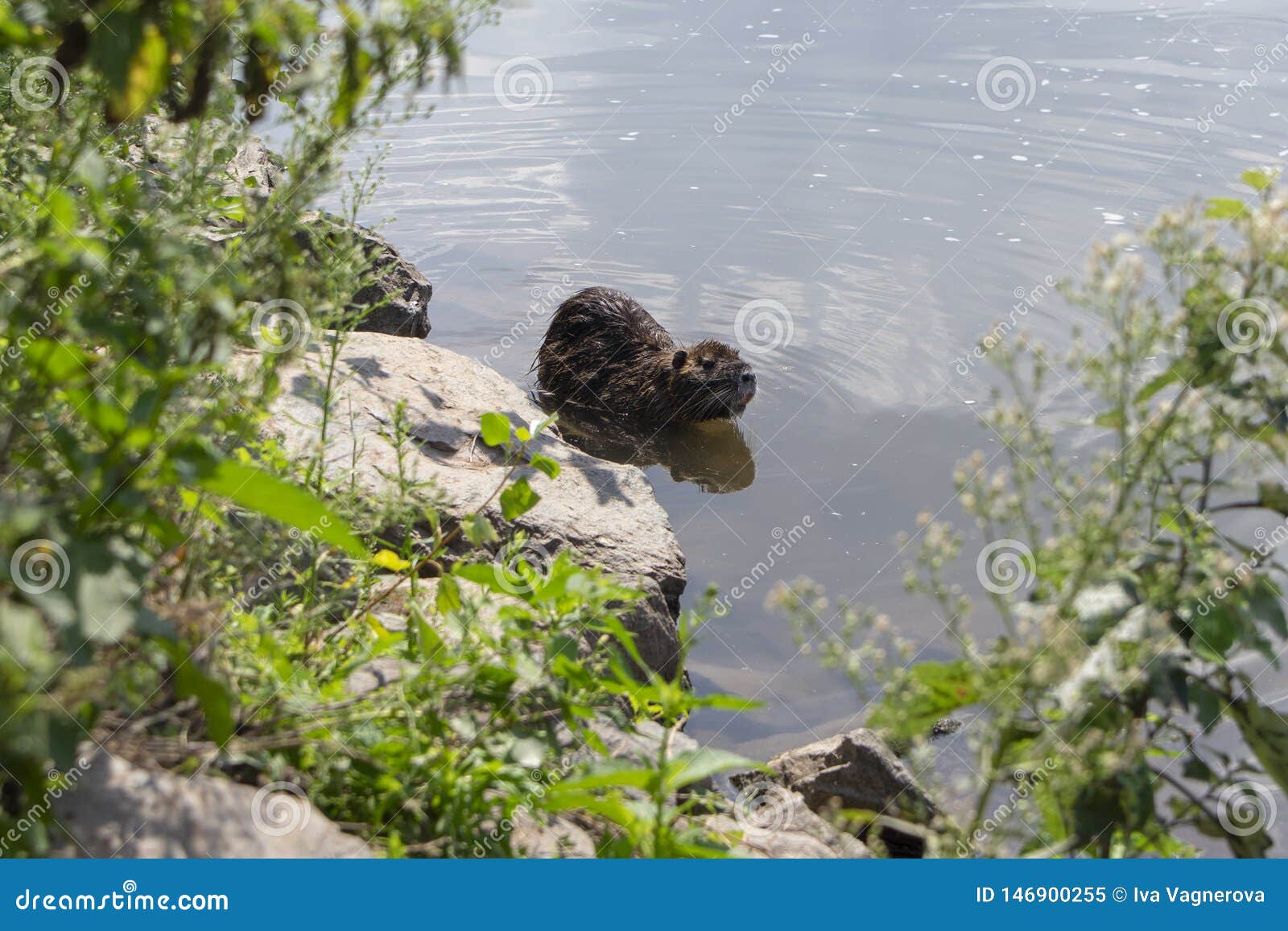 Το coypus Myocastor είναι ένα μεγάλο χορτοφάγο semiaquatic τρωκτικό, μικρό τριχωτό κτήνος που κολυμπά στον ποταμό. Το coypus Myocastor είναι ένα μεγάλο χορτοφάγο semiaquatic τρωκτικό, μικρό τριχωτό κτήνος που κολυμπά στο rive, αστείο ενιαίο ζώο