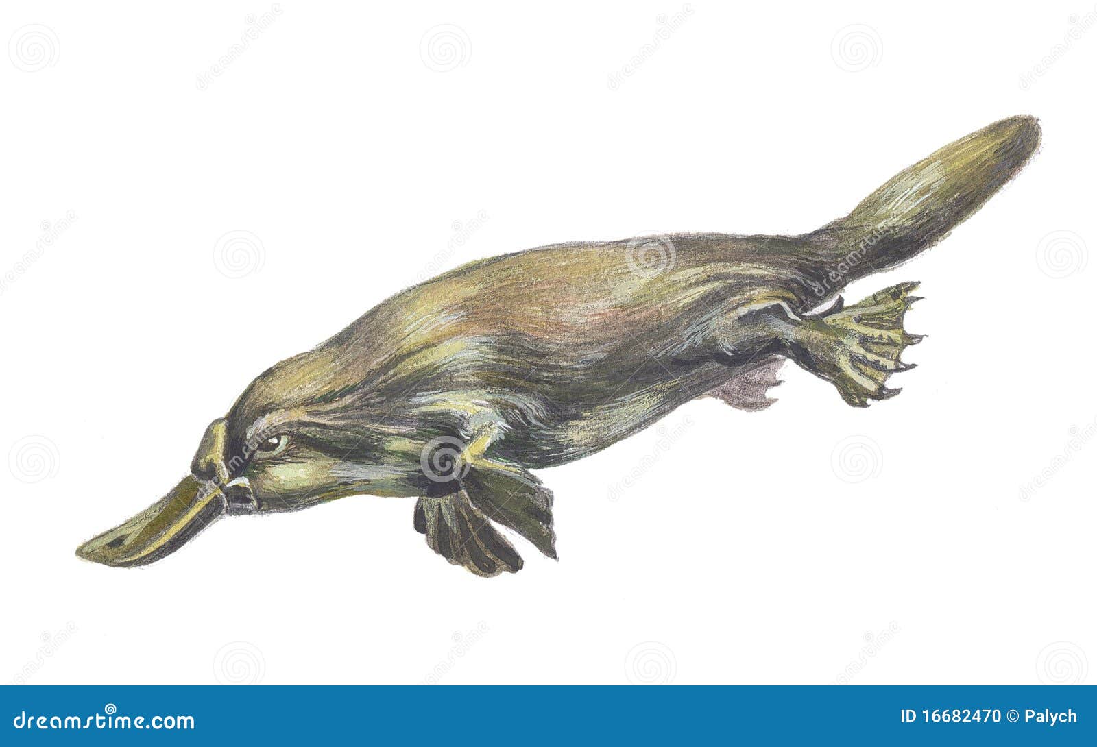 το platypus. το αυστραλιανό σχέδιο το watercolor platypus χεριών