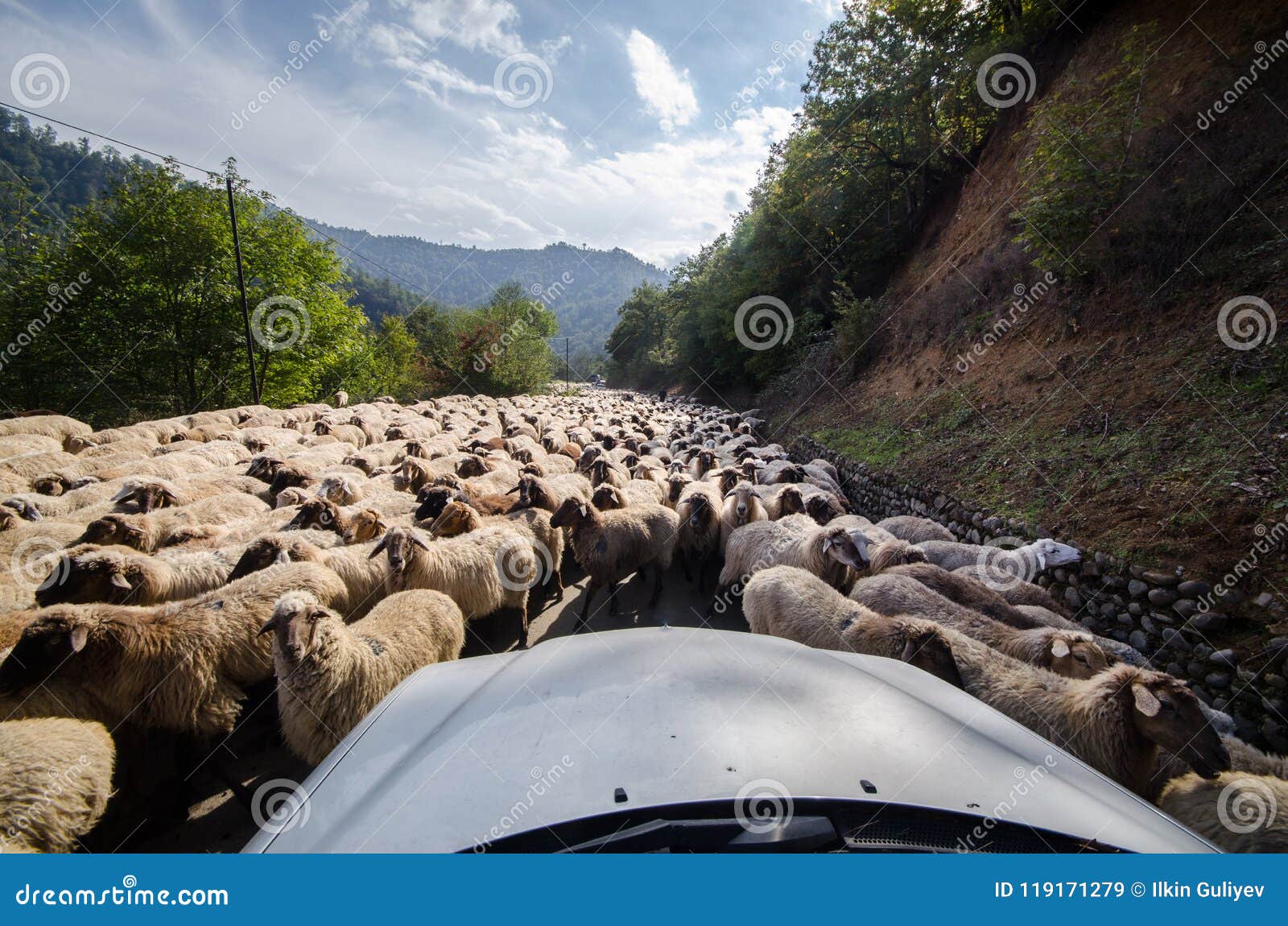 το αυτοκίνητο φωτογραφικών μηχανών που φαίνεται ένα πλάνο οδικών αγροτικό κουρευμένο προβάτων περασμάτων έγειρε να δοκιμάσει την κάθετη όψη Ένα πρόβατο εξετάζει τη κάμερα Χρόνος φθινοπώρου του Αζερμπαϊτζάν Masalli