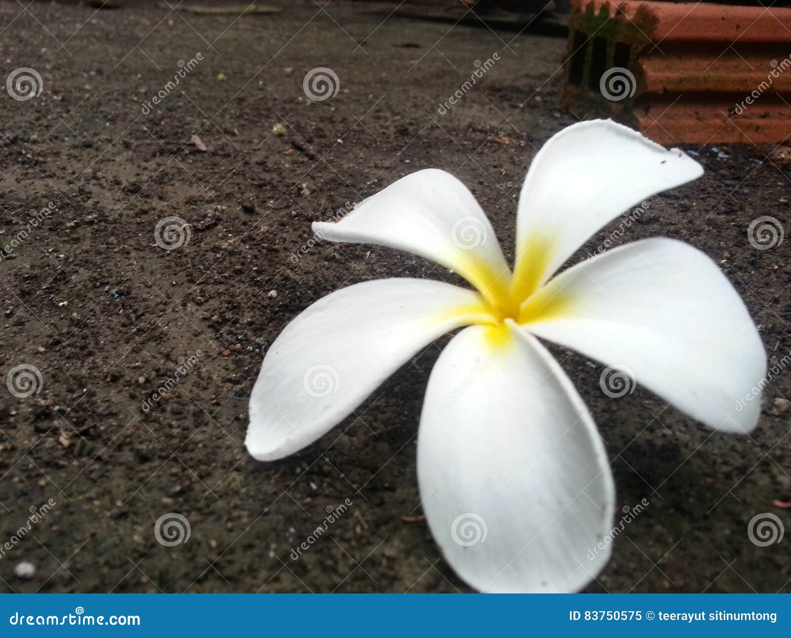 το λουλούδι απομόνωσε το λευκό. ομορφιά ισχυρή