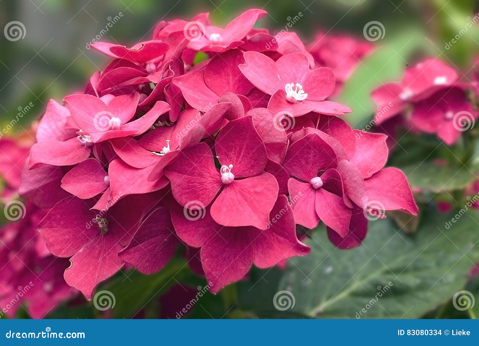 Το πορφυρό hydrangea λουλουδιών, κινηματογράφηση σε πρώτο πλάνο. Το πορφυρό hydrangea λουλουδιών Χόμπι: κηπουρική closeup