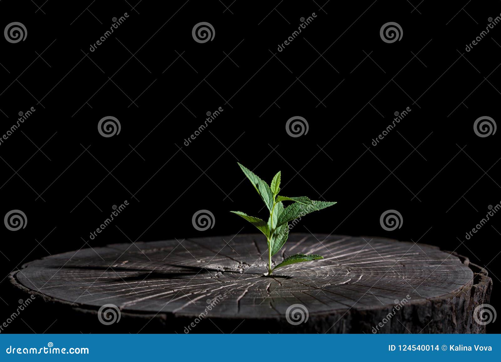Το φυτό αυξάνεται στο ξύλο