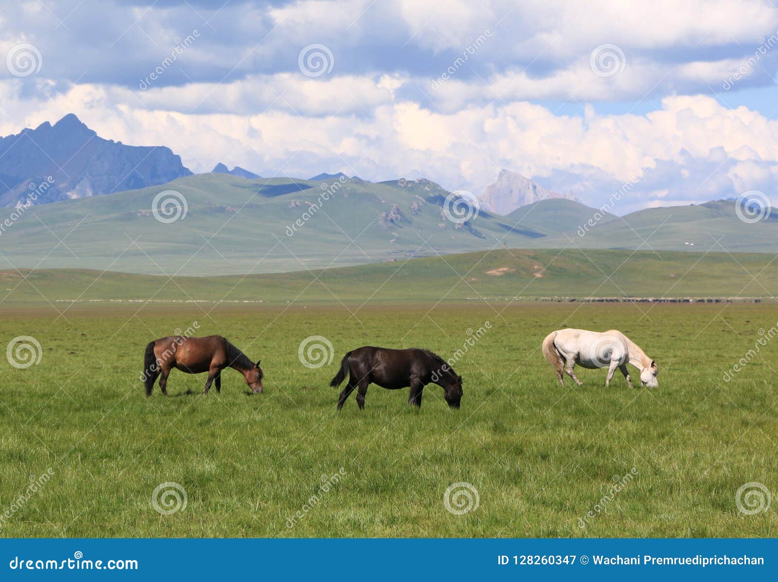 Τρία άλογα που τρώνε τη χλόη στον πράσινο τομέα λιβαδιού. Τρία άλογα που τρώνε τη χλόη την πράσινη νεφελώδη ημέρα τοπίου βουνών τομέων λιβαδιού